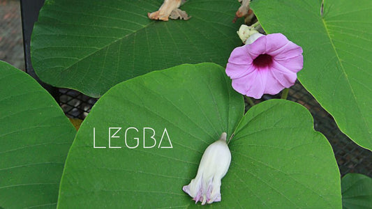 Liane d'Argent : Voyage Spirituel avec l'Argyreia Nervosa - LEGBA