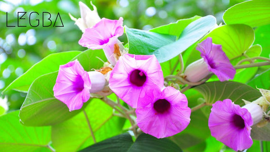 Liane d'Argent : Voyage Spirituel avec l'Argyreia Nervosa - LEGBA