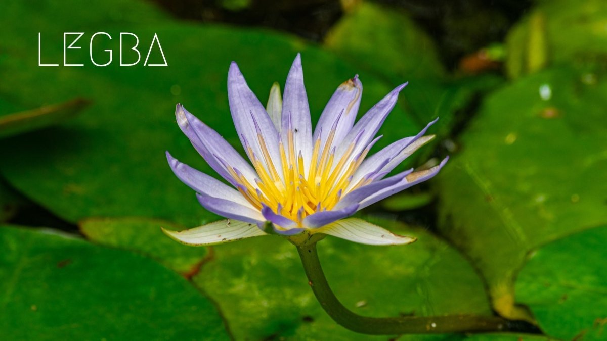 Lotus Bleu de LEGBA: Rare et Mystique, un Trésor Ancien - LEGBA