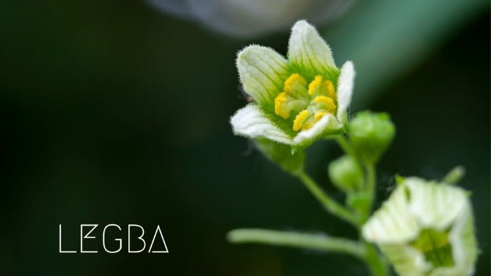 Mandragore plante - LEGBA