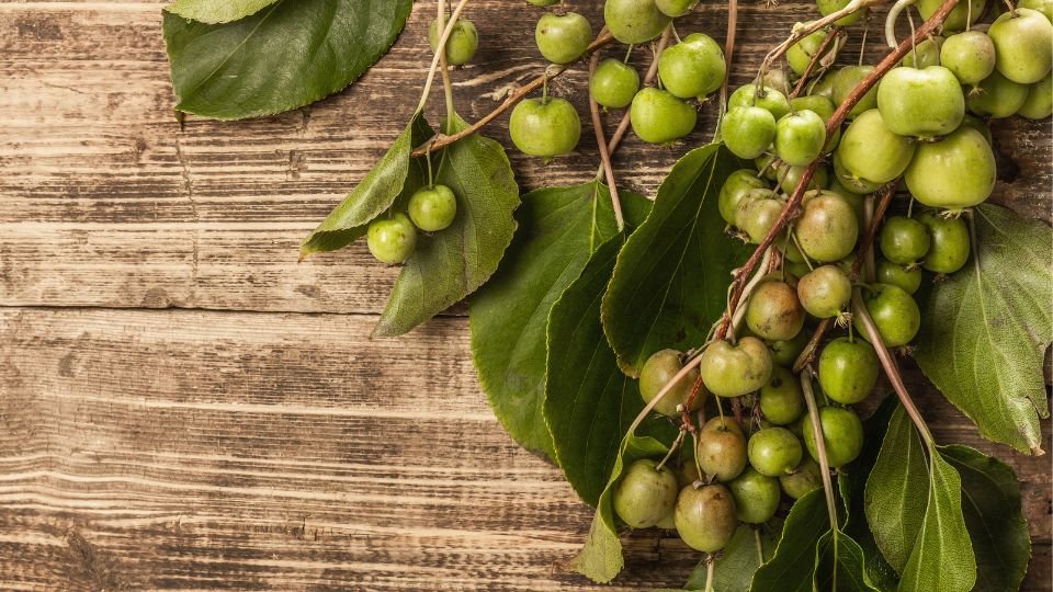 MATATABI Chat : Trésor d'Asie pour vos Félins – LEGBA - LEGBA