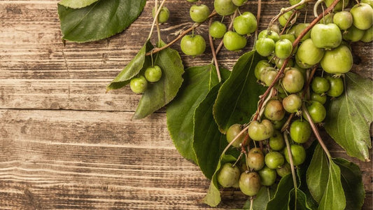 MATATABI Chat : Trésor d'Asie pour vos Félins – LEGBA - LEGBA