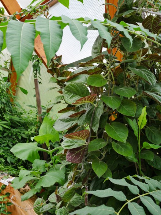 Plante Goût Camembert de LEGBA: Mo Long, L'Épice Végétale - LEGBA