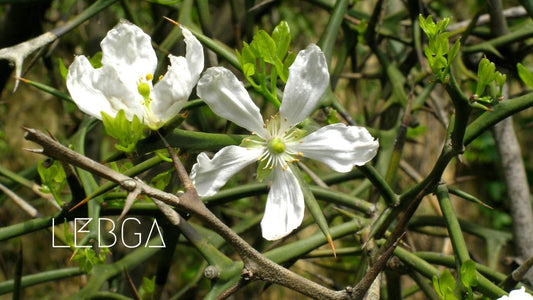 Poncirus Trifoliata: Le Citronnier Rustique de LEGBA - LEGBA