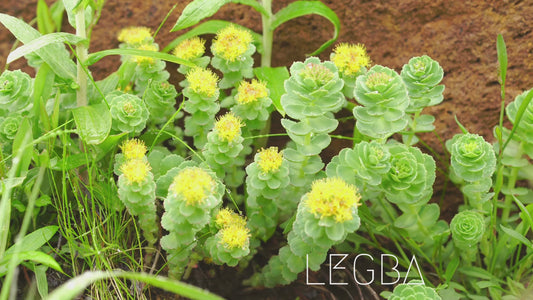 Rhodiola Rosea: plante de Résilience