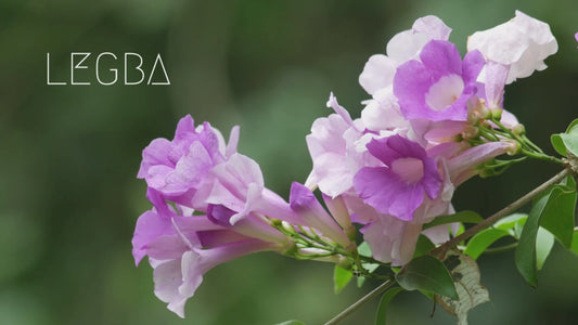 Ajo sacha plante de Mansoa alliacea