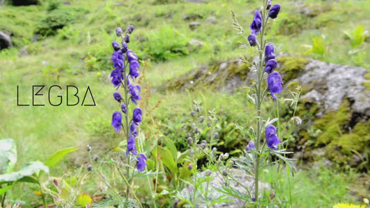 Plante Aconit napellus casque de jupiter