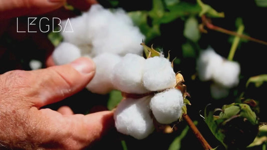 Plant de Coton Gossypium : Douceur naturelle et vertus insoupçonnées